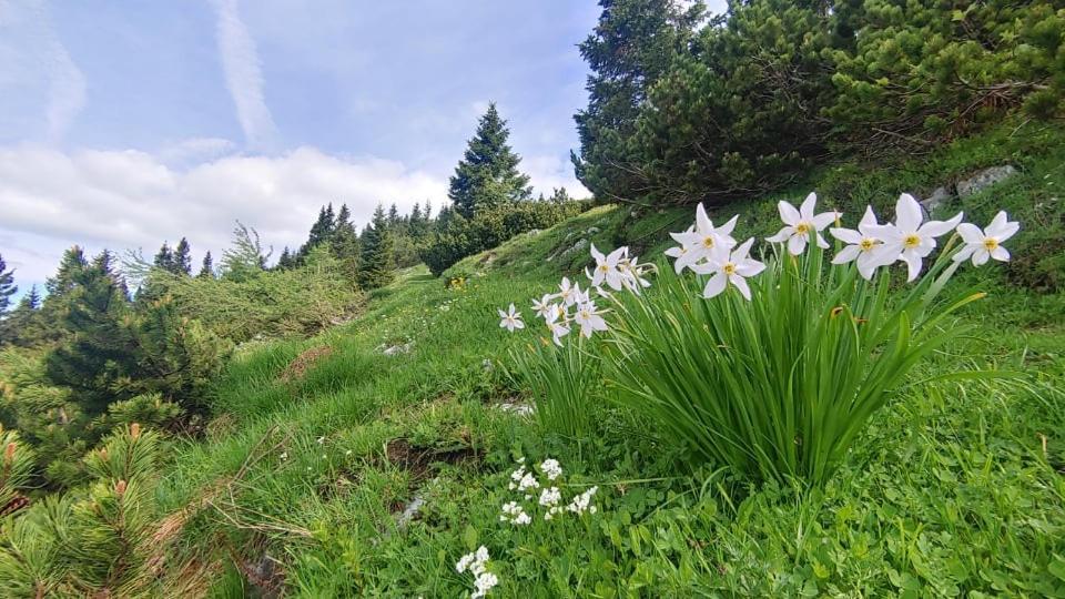 Kiara Rooms Jesenice Dış mekan fotoğraf